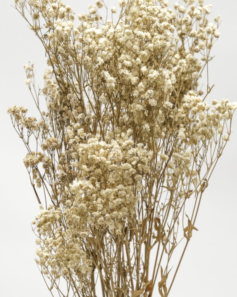 Gypsophila Naturell – Konserverad, Flora Grossist, torkade-blommor