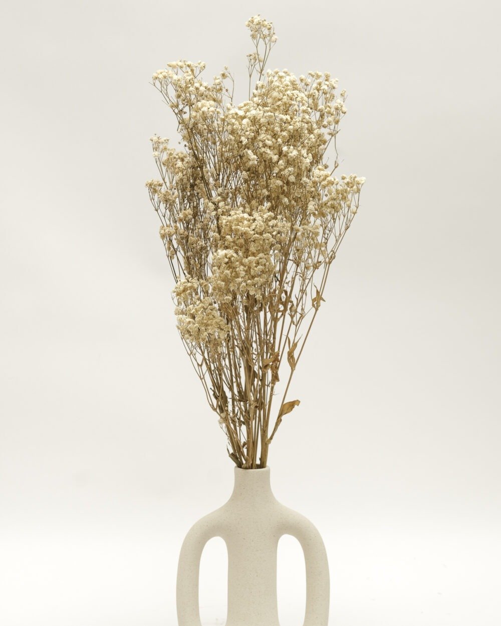 Gypsophila Naturell – Konserverad, Flora Grossist, torkade-blommor
