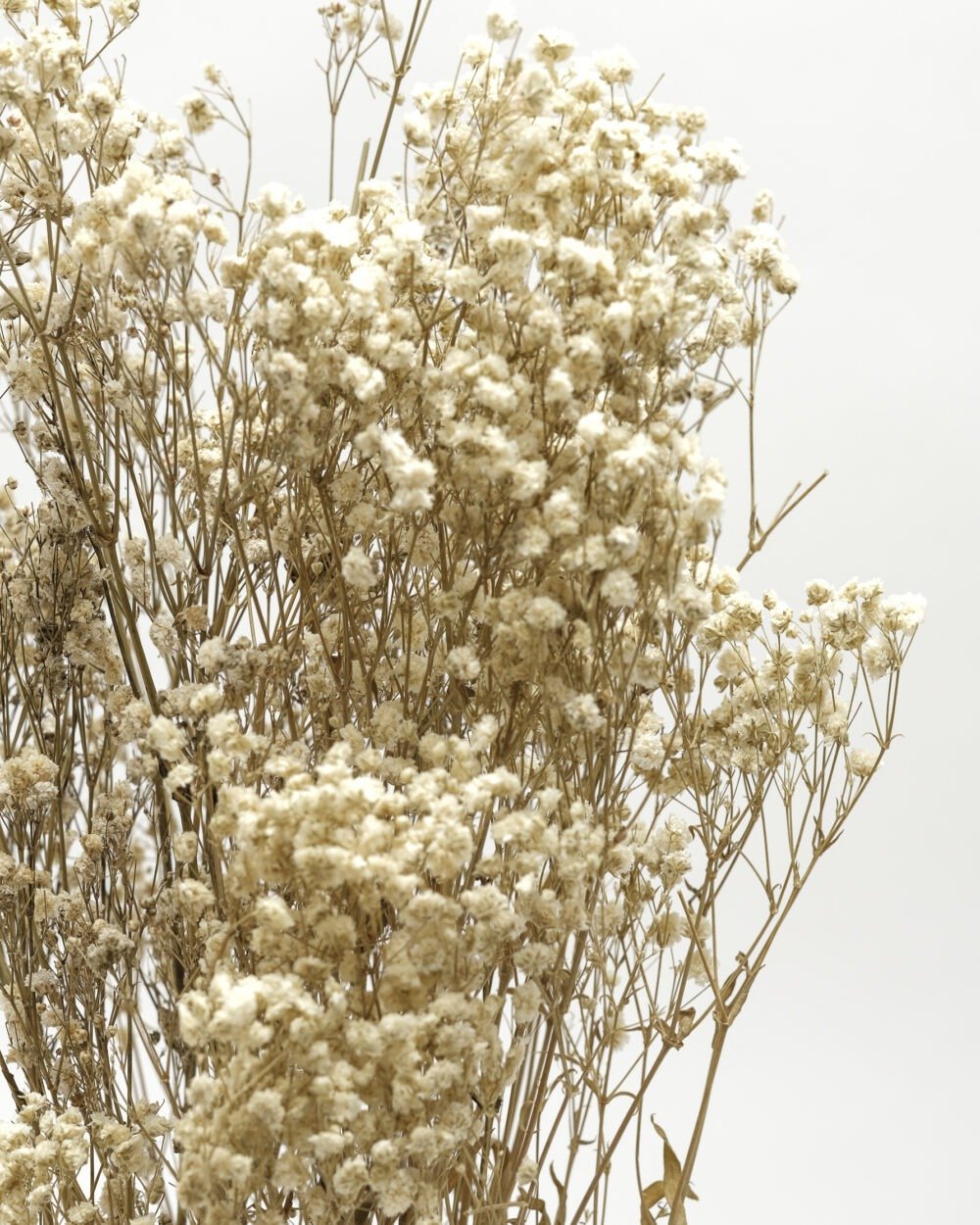 Gypsophila Naturell – Konserverad, Flora Grossist, torkade-blommor