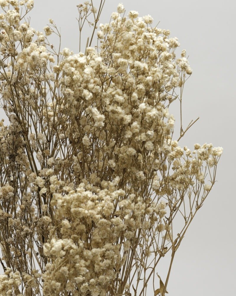 Gypsophila Naturell – Konserverad, Flora Grossist, torkade-blommor