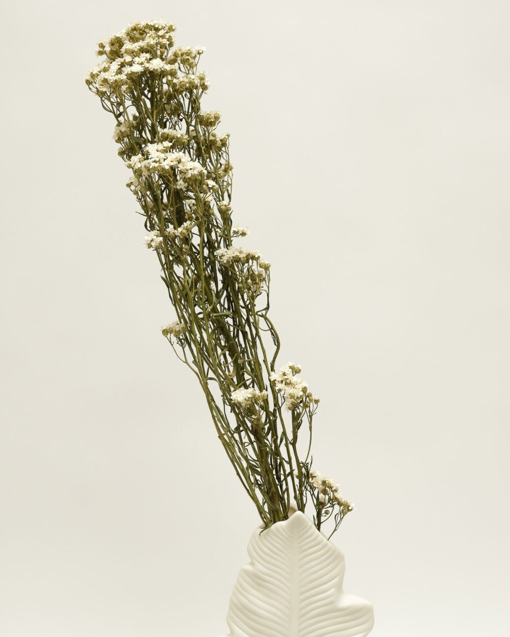 Ixodia Naturell Vit – 1 St, Flora Grossist, torkade-blommor