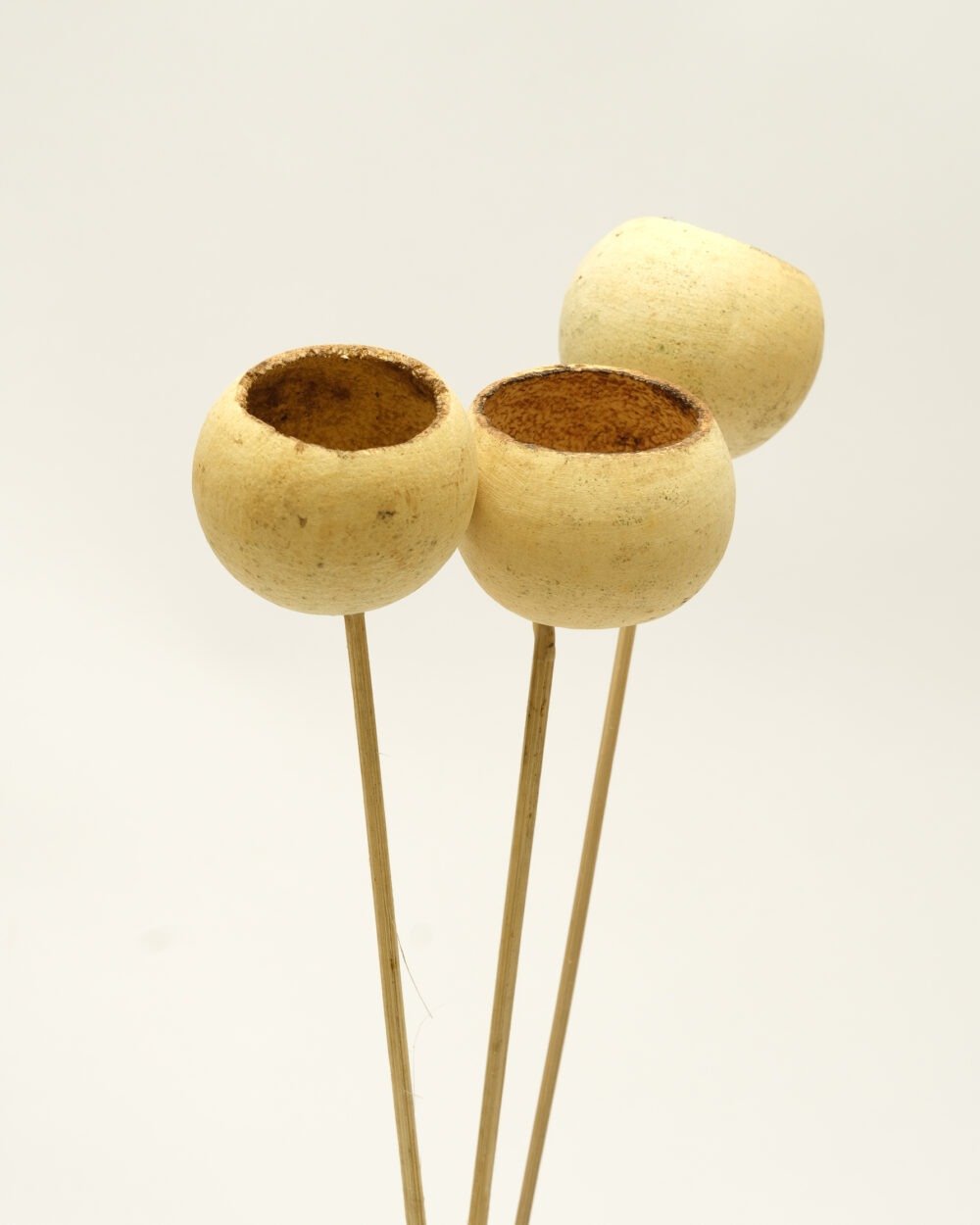 Bell Cup 3 St. – Naturell, Flora Grossist, torkade-blommor