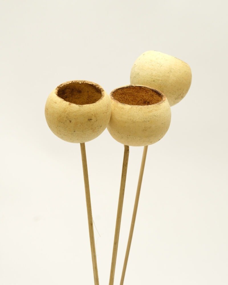 Bell Cup 3 St. – Naturell, Flora Grossist, torkade-blommor