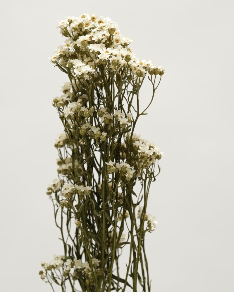 Ixodia Naturell Vit – 1 St, Flora Grossist, torkade-blommor