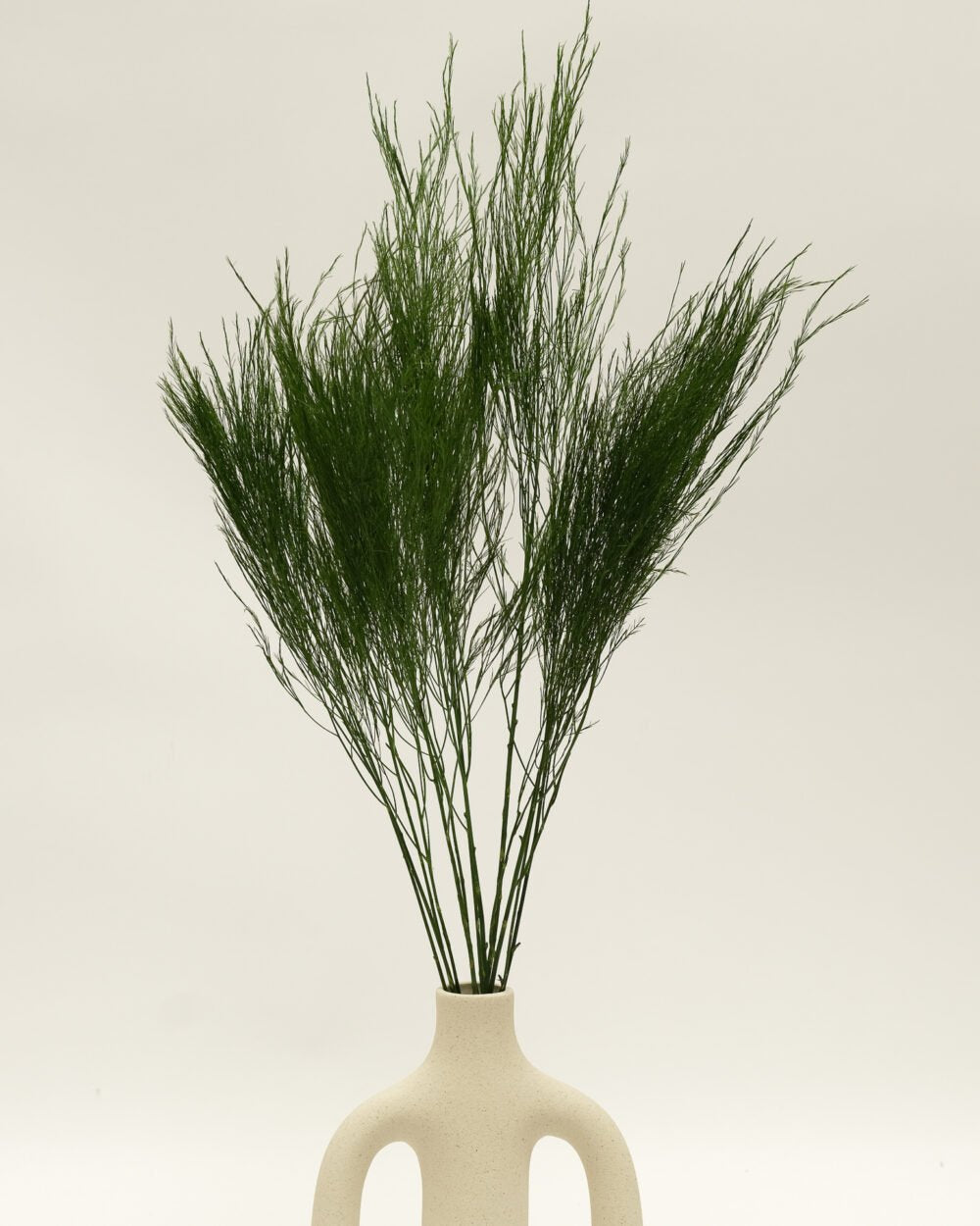 Konserverad Tiki Fern, Flora Grossist, konserverade-blommor