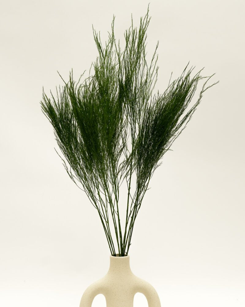 Konserverad Tiki Fern, Flora Grossist, konserverade-blommor