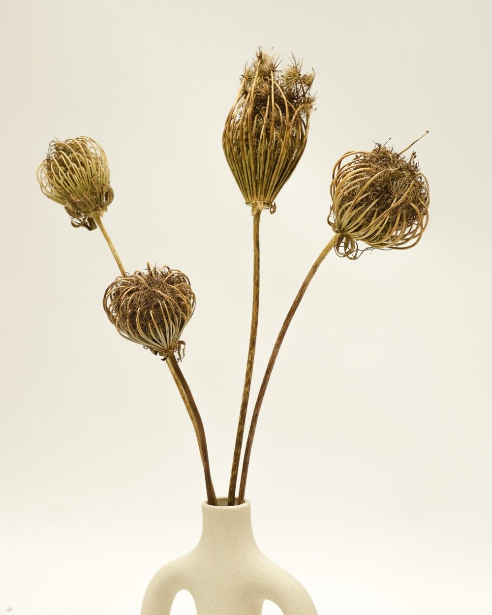 Ammi Majus Naturell 3 St., Flora Grossist, torkade-blommor