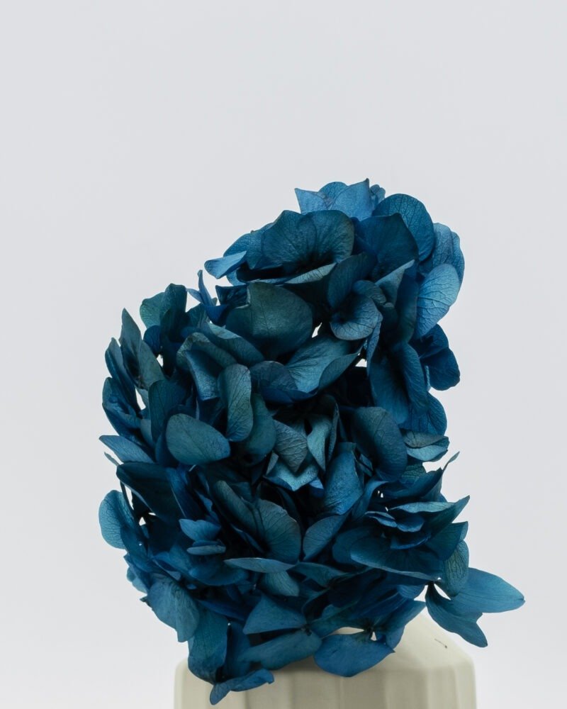 Konserverade Hortensia Mörkblå, Flora Grossist, konserverade-blommor