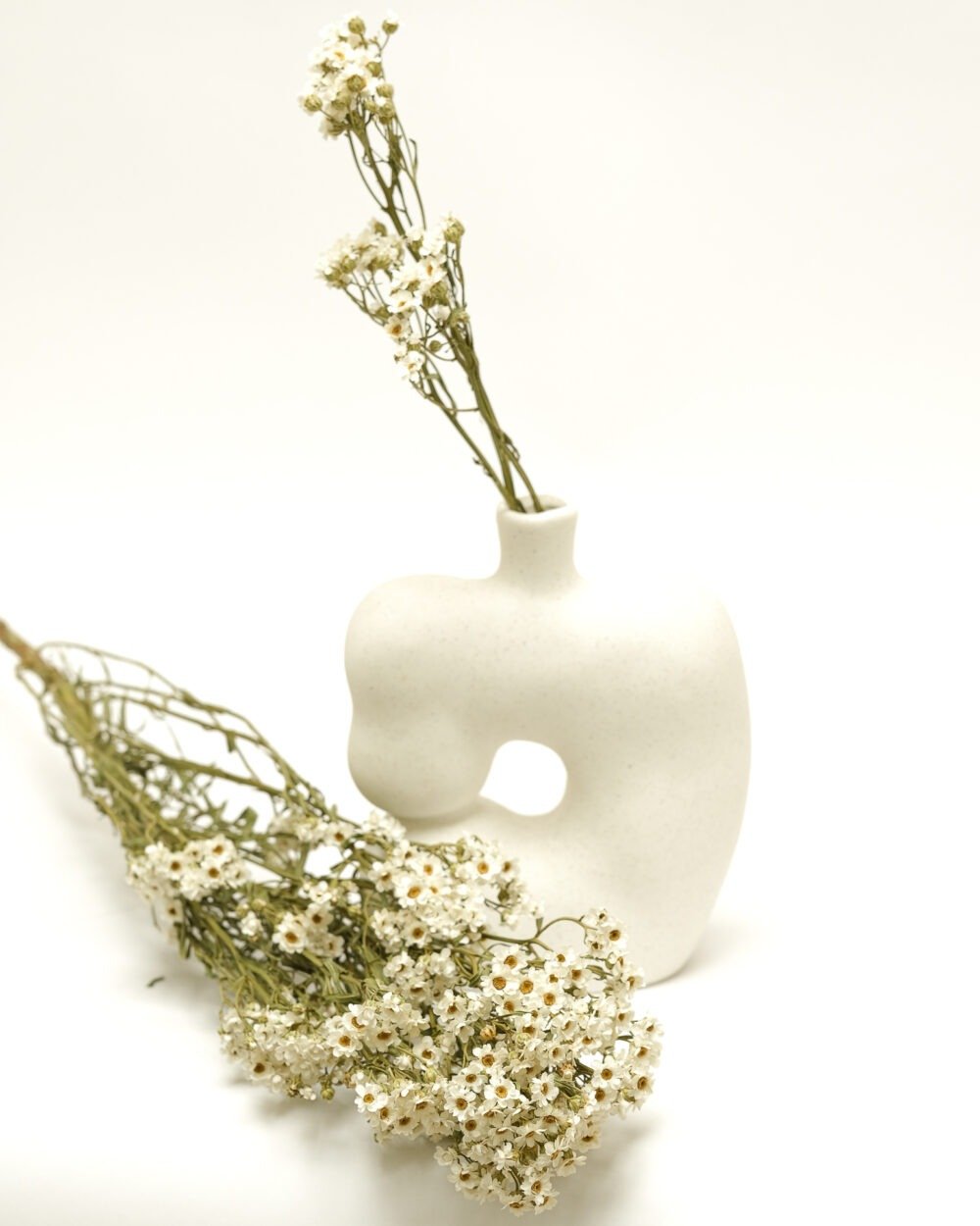 Ixodia Naturell Vit – 1 St, Flora Grossist, torkade-blommor