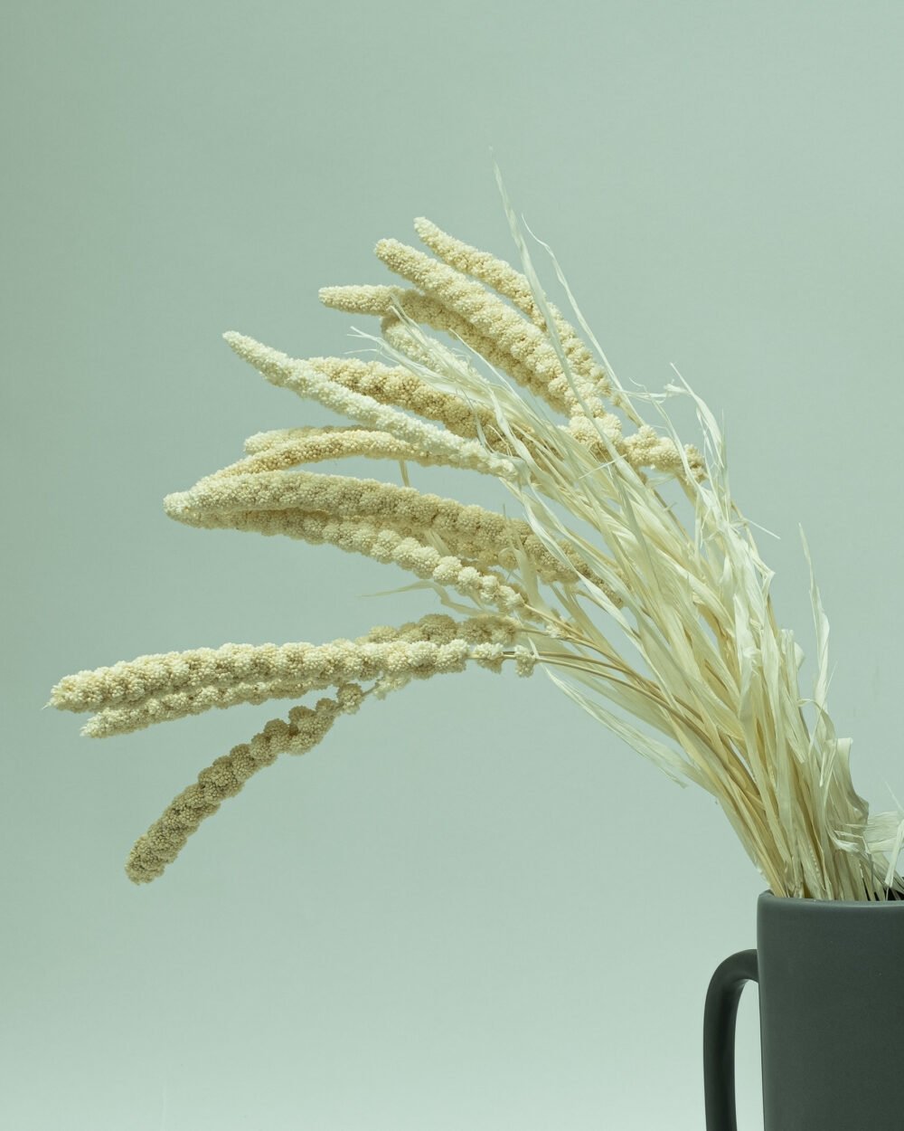 Sorghum Blekt Vit – Torkade Blommor, Flora Grossist, torkade-blommor