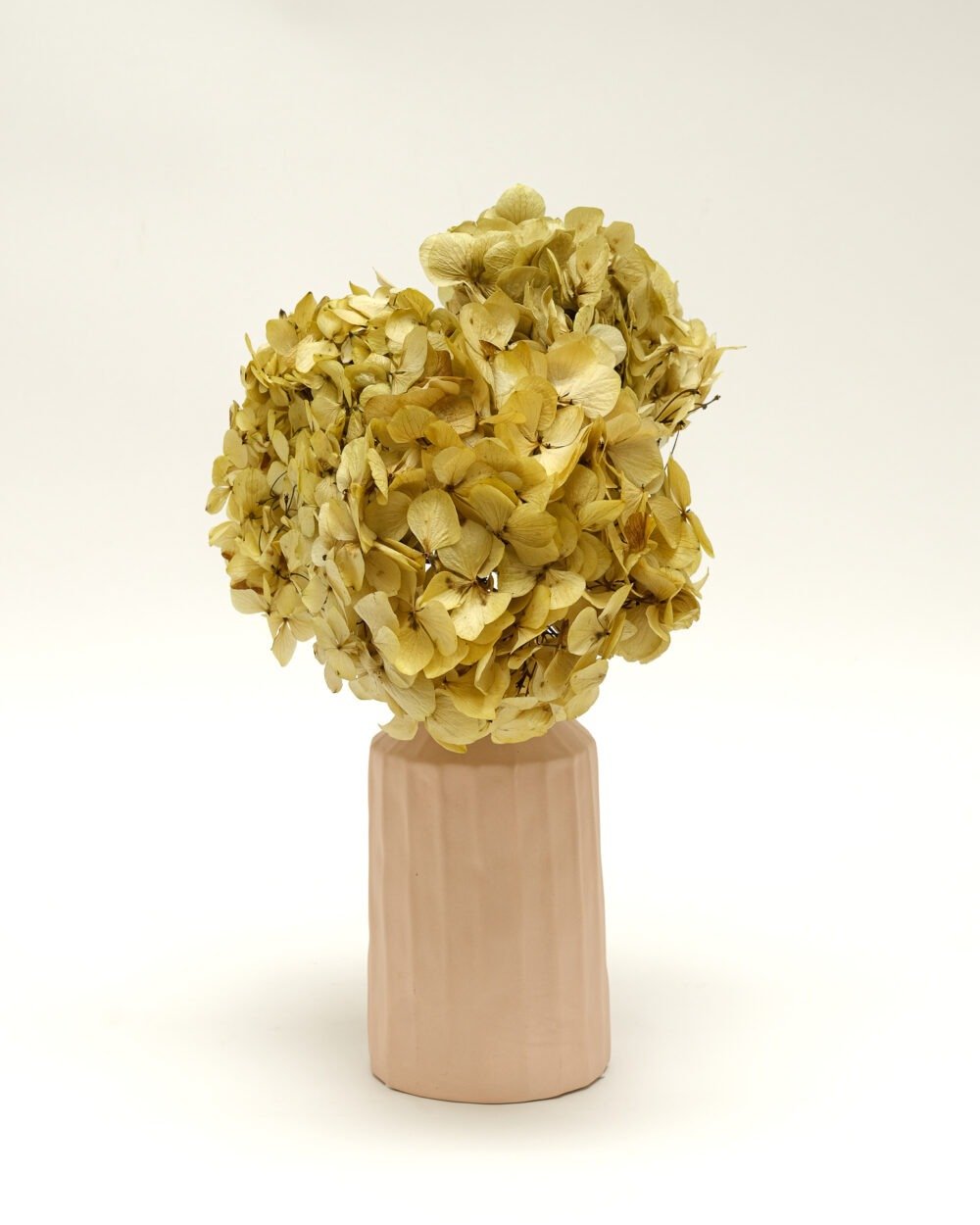 Konserverade Hortensia Naturell, Flora Grossist, konserverade-blommor