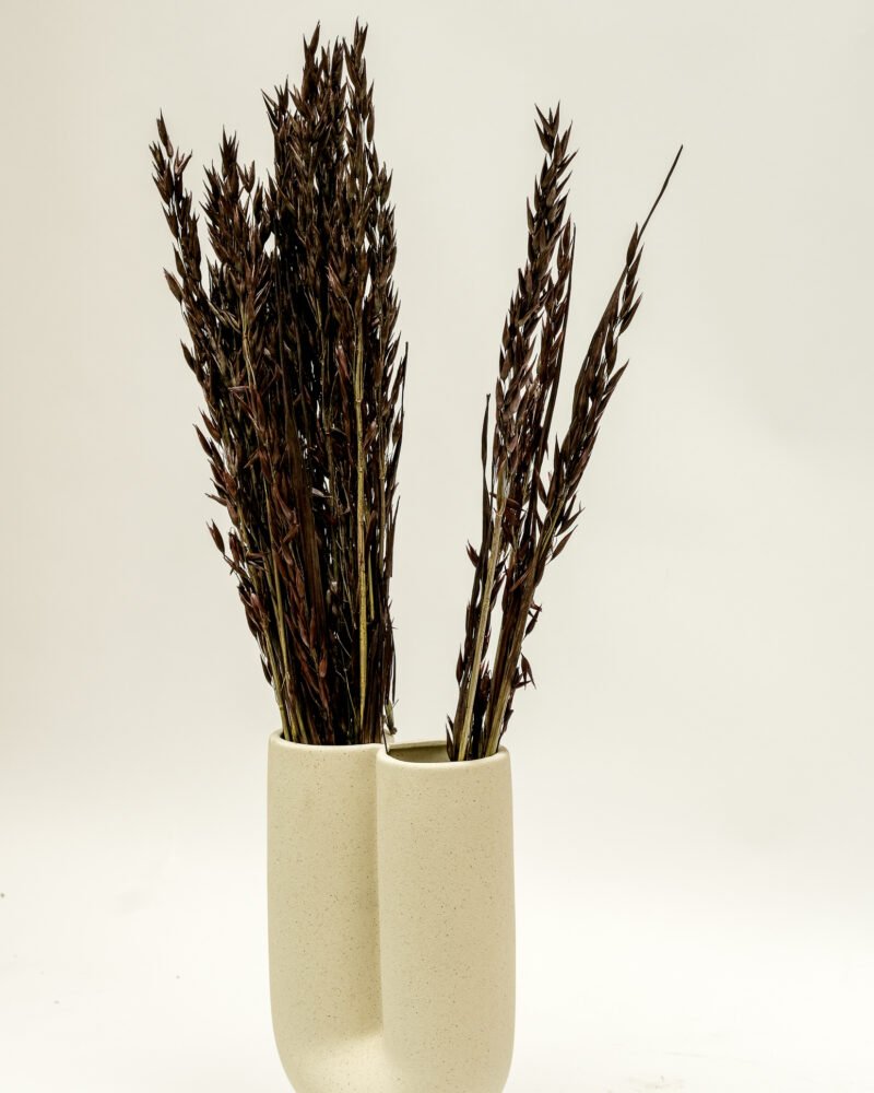 Havre Mörkbrun – Torkade Blommor, Flora Grossist, torkade-blommor