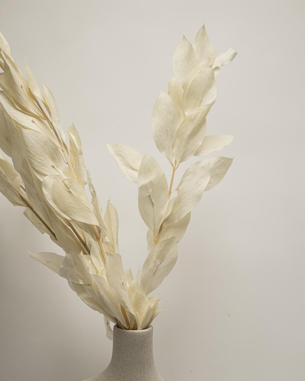 Ruscus Gigant – Blekt Vit, Flora Grossist, torkade-blommor