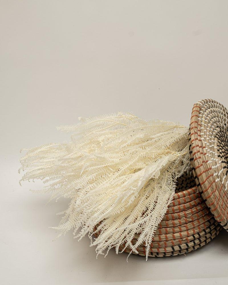 Helecho Fern – Blekt Vit, Flora Grossist, konserverade-blommor