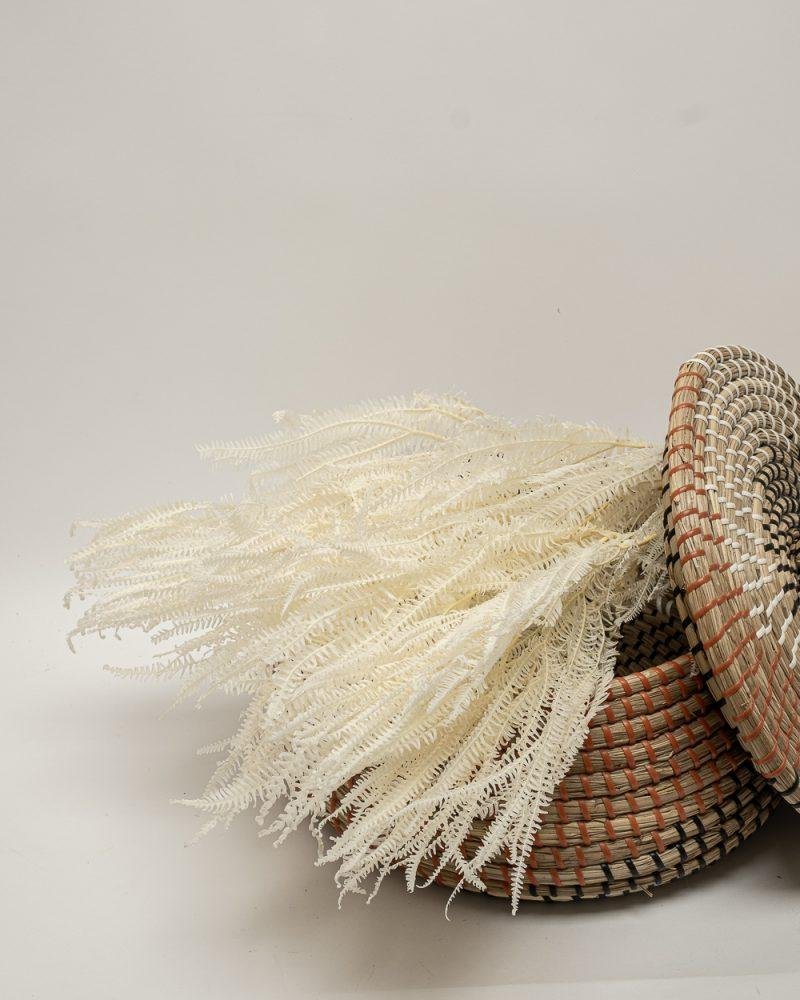 Helecho Fern – Blekt Vit, Flora Grossist, konserverade-blommor