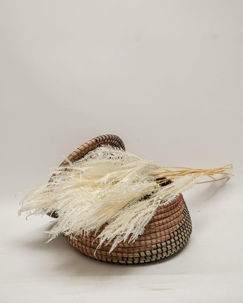 Helecho Fern – Blekt Vit, Flora Grossist, konserverade-blommor