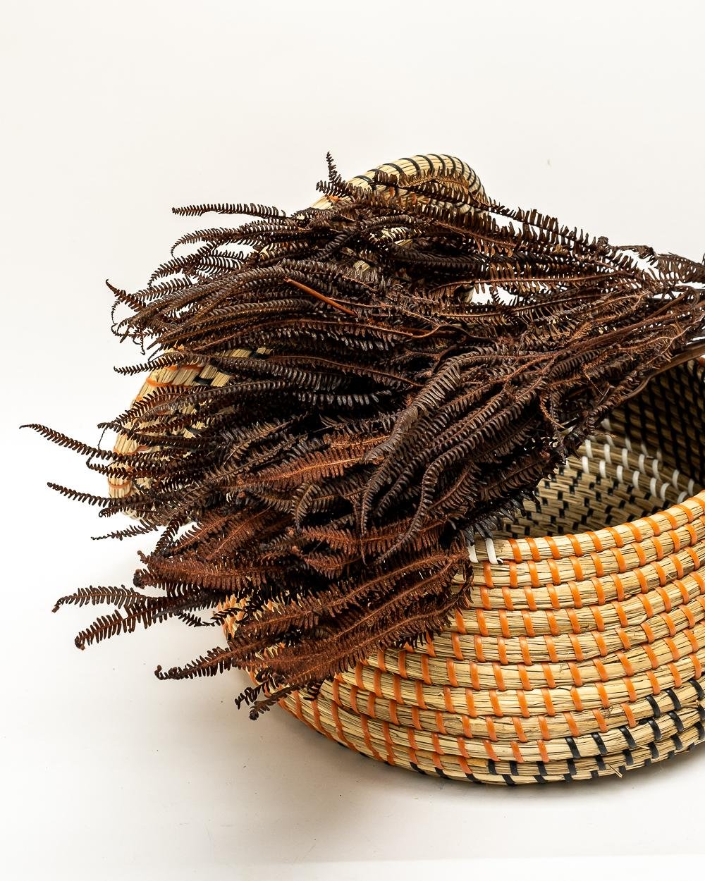 Helecho Fern – Mörkbrun, Flora Grossist, konserverade-blommor