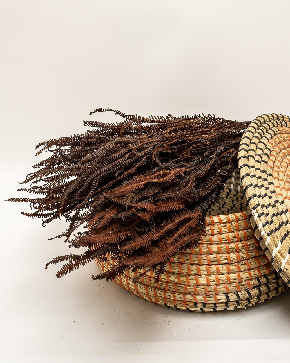 Helecho Fern – Mörkbrun, Flora Grossist, konserverade-blommor