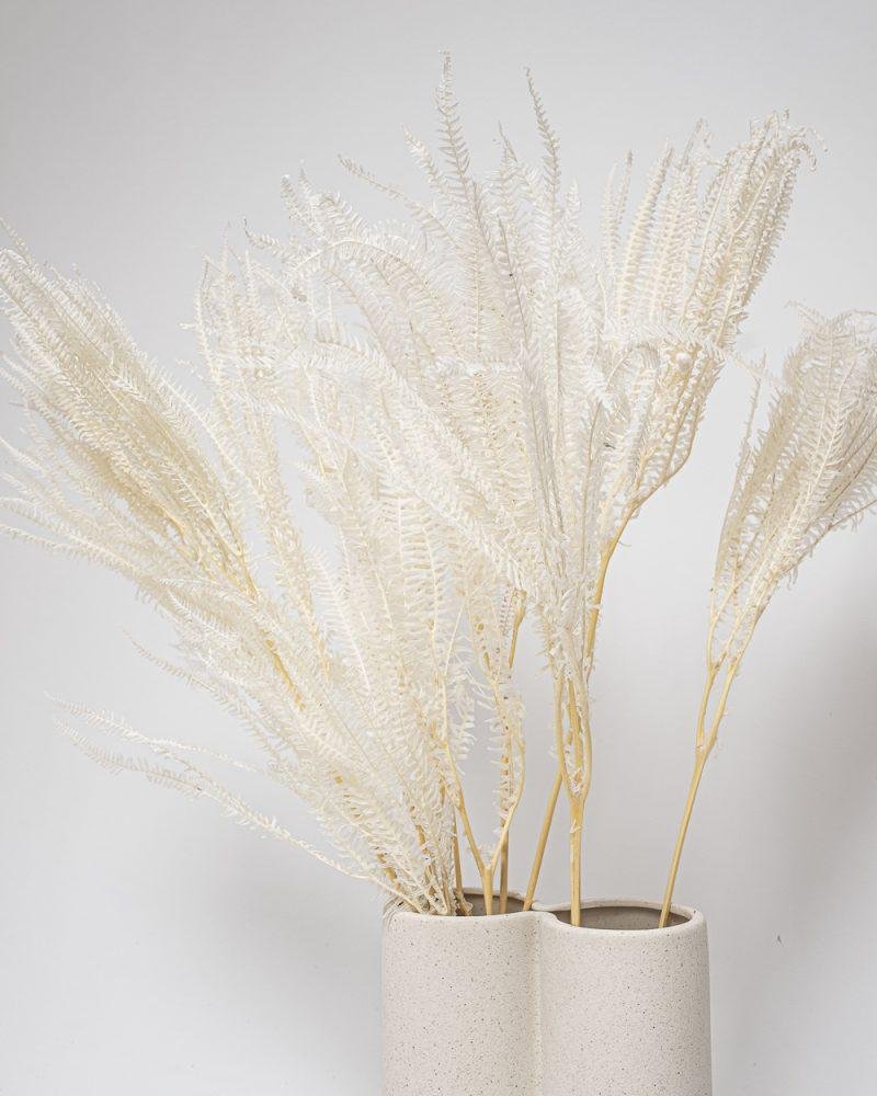 Helecho Fern – Blekt Vit, Flora Grossist, konserverade-blommor