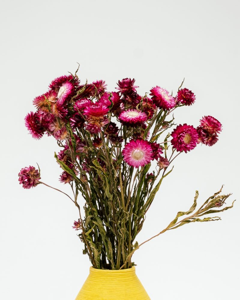 Jätte Eternell Helichrysum Mörk Rosa – Torkade Blommor, Flora Grossist, torkade-blommor
