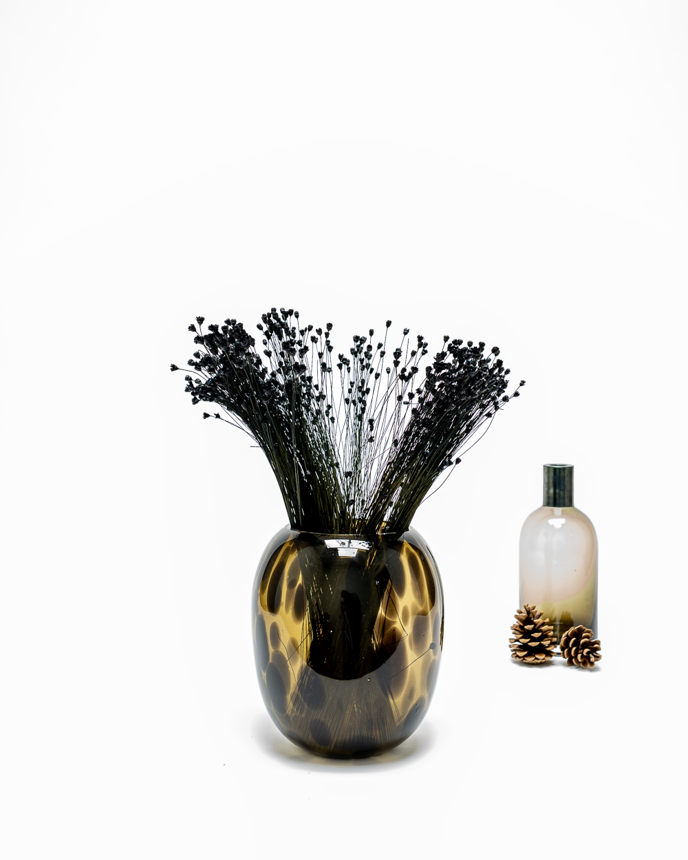 Glixia Svart – Torkade Blommor, Flora Grossist, torkade-blommor