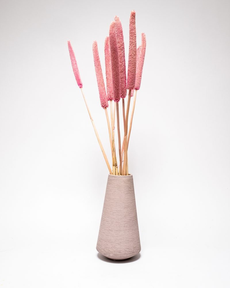 Babala Blekt Rosa – Torkade Blommor, Flora Grossist, torkade-blommor