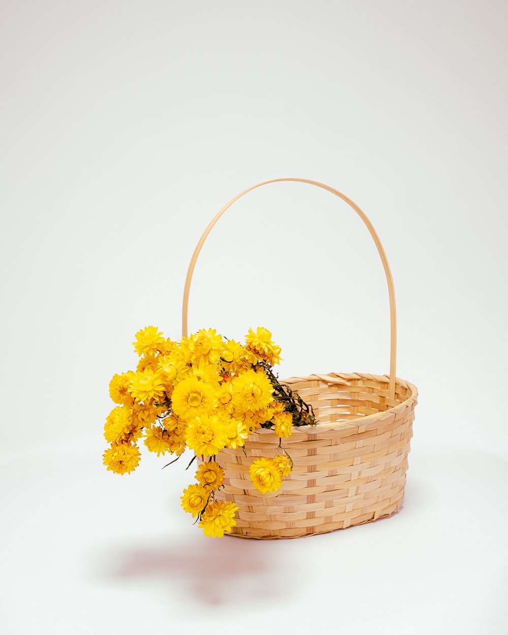 Jätte Eternell Helichrysum Gul – Torkade Blommor, Flora Grossist, torkade-blommor