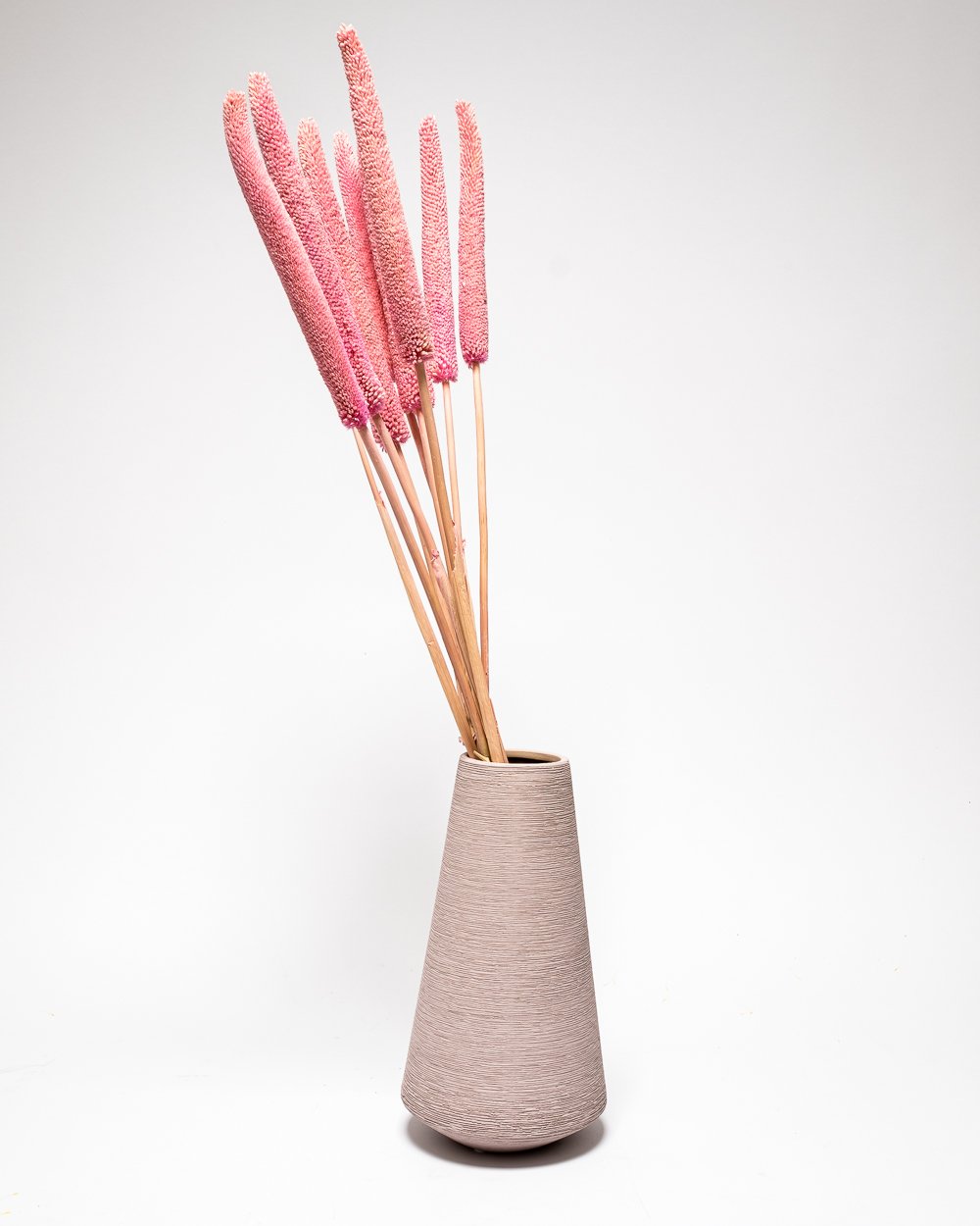 Babala Blekt Rosa – Torkade Blommor, Flora Grossist, torkade-blommor