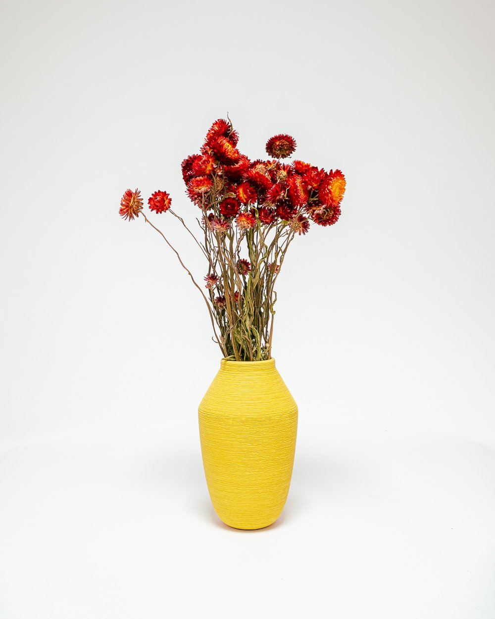 Jätte Eternell Helichrysum Röd – Torkade Blommor, Flora Grossist, torkade-blommor