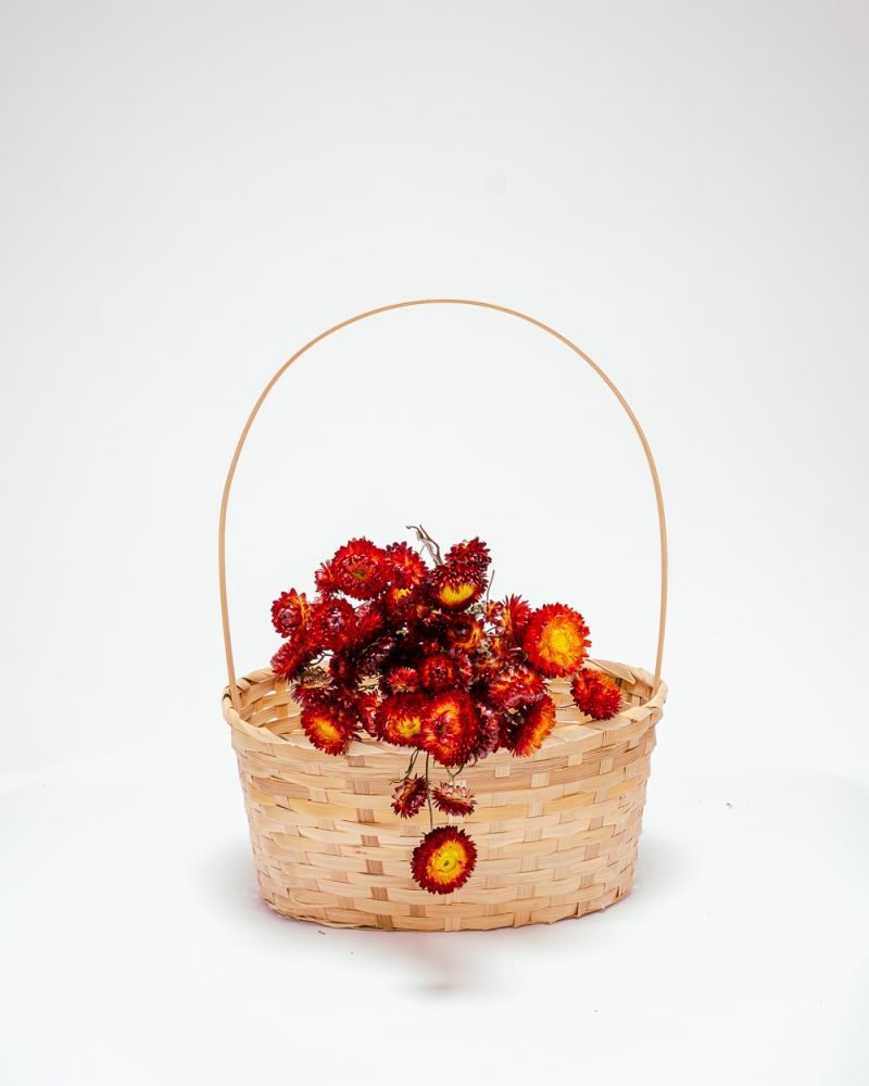 Jätte Eternell Helichrysum Röd – Torkade Blommor, Flora Grossist, torkade-blommor