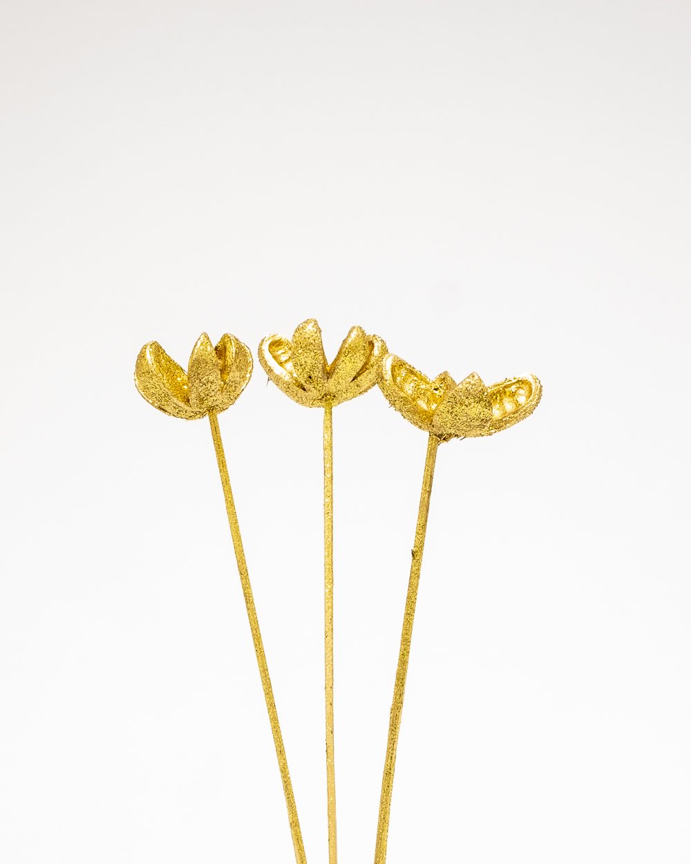 Bomullskapsel Guld – Torkade Blommor, Flora Grossist, torkade-blommor