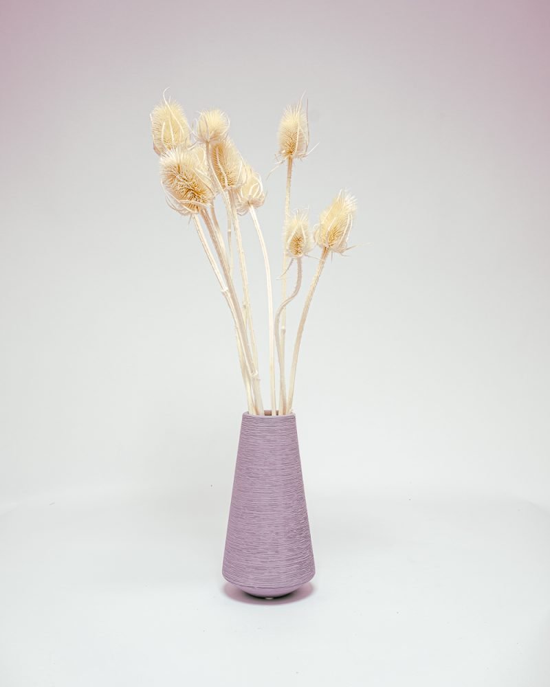 Cardoon Thistle Blekt Vit – Torkade Blommor, Flora Grossist, torkade-blommor