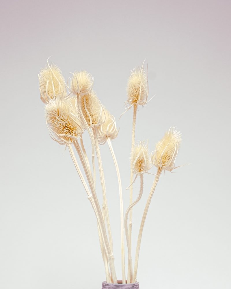 Cardoon Thistle Blekt Vit – Torkade Blommor, Flora Grossist, torkade-blommor
