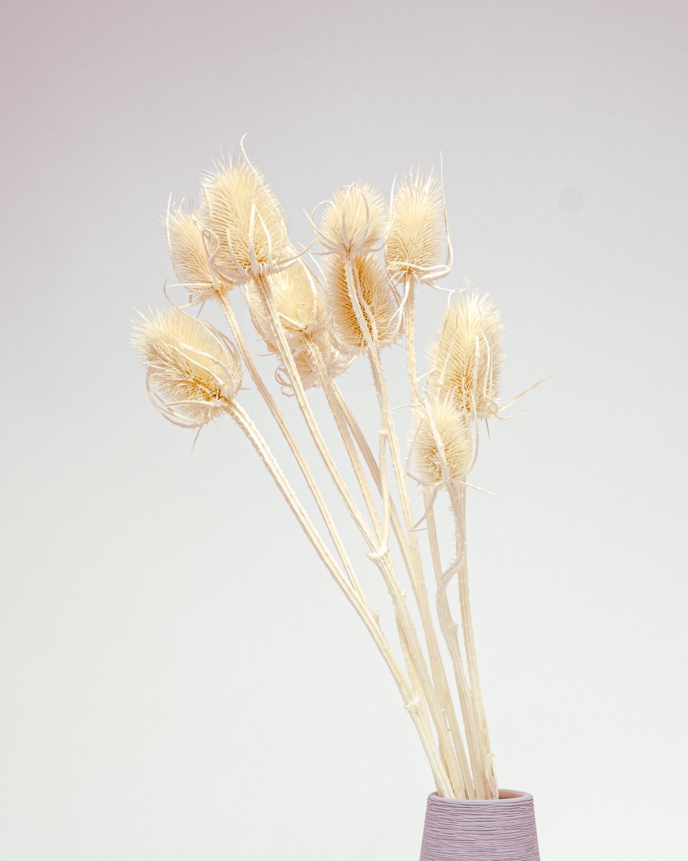 Cardoon Thistle Blekt Vit – Torkade Blommor, Flora Grossist, torkade-blommor