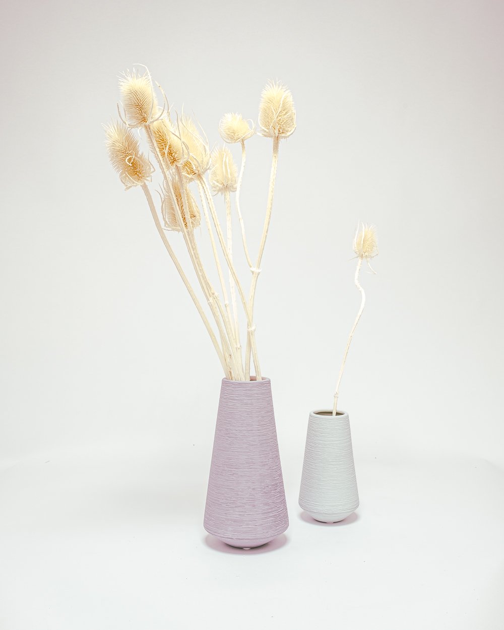 Cardoon Thistle Blekt Vit – Torkade Blommor, Flora Grossist, torkade-blommor