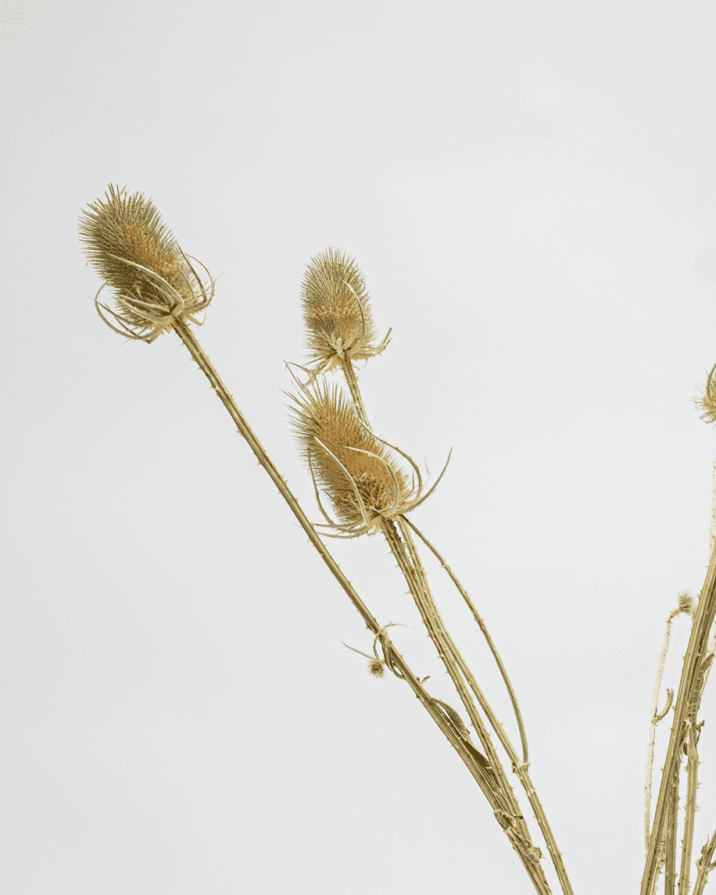 Kardon Naturell – Torkade Blommor, Flora Grossist, torkade-blommor