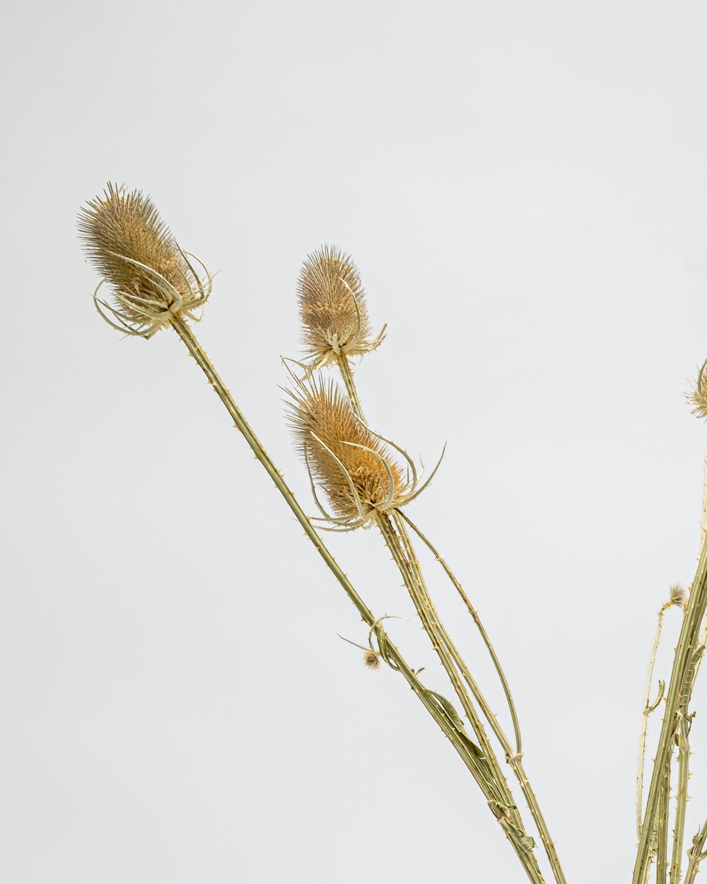 Kardon Naturell – Torkade Blommor, Flora Grossist, torkade-blommor