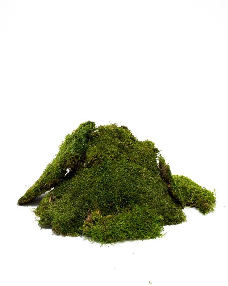 Mossplatta Grön – Bulk– Konserverade Mossa, Flora Grossist, konserverade-blommor