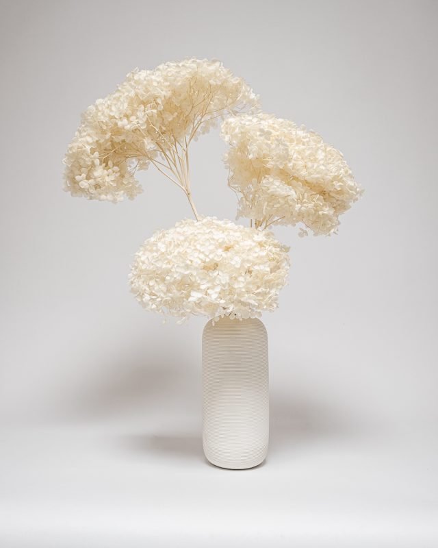 Hortensia Blekt Vit – Super, Flora Grossist, torkade-blommor