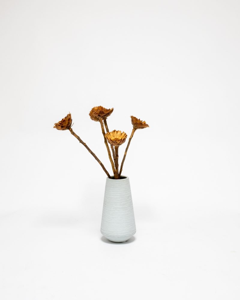 Protea Compacta Naturell – Torkade Blommor, Flora Grossist, torkade-blommor