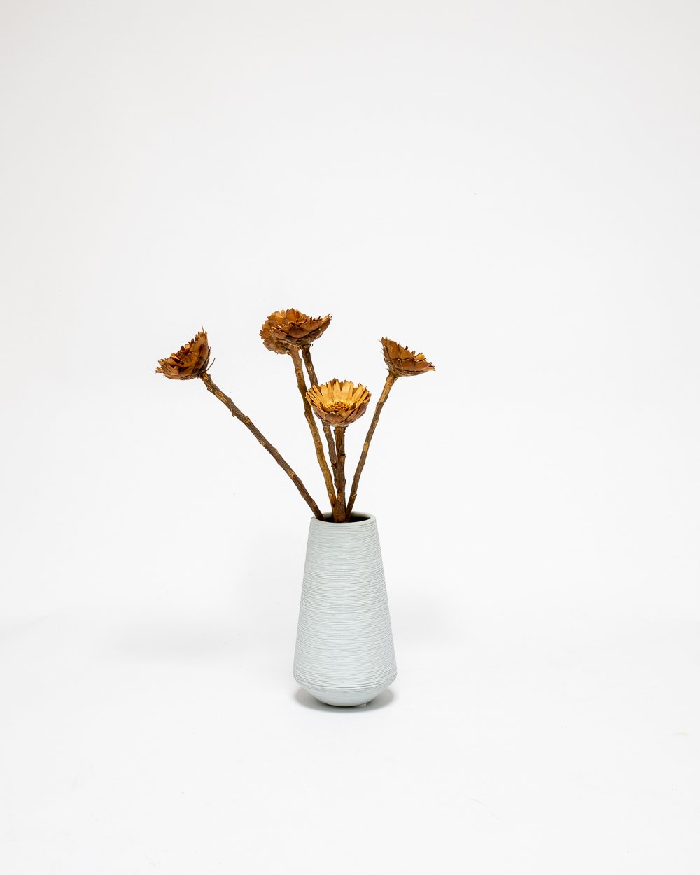 Protea Compacta Naturell – Torkade Blommor, Flora Grossist, torkade-blommor