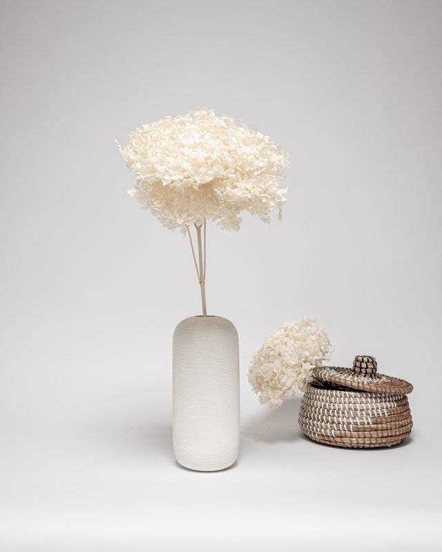 Hortensia Blekt Vit – Super, Flora Grossist, torkade-blommor