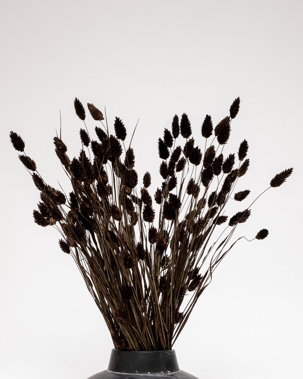 Phalaris Mörkbrun – Torkade Blommor, Flora Grossist, torkade-blommor