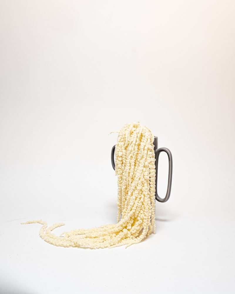 Amaranthus – Blekt Vit – Evighetsväxter, Flora Grossist, konserverade-blommor