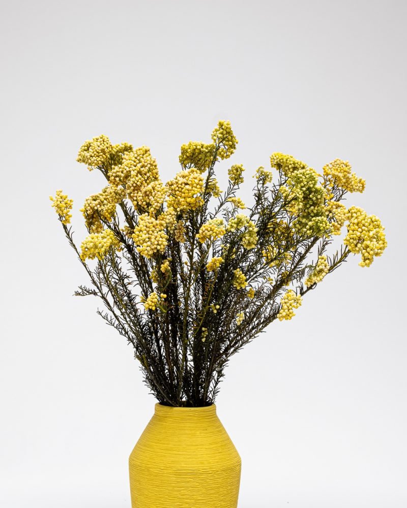 Diosmi Gul – Konserverade Blommor, Flora Grossist, torkade-blommor