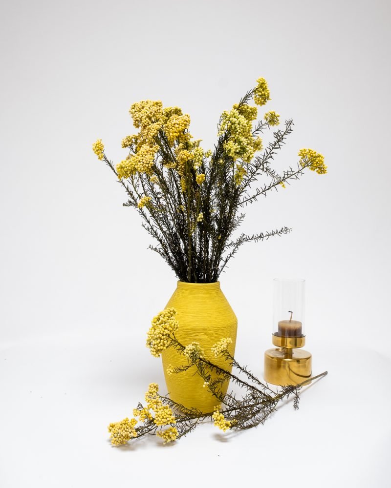 Diosmi Gul – Konserverade Blommor, Flora Grossist, torkade-blommor