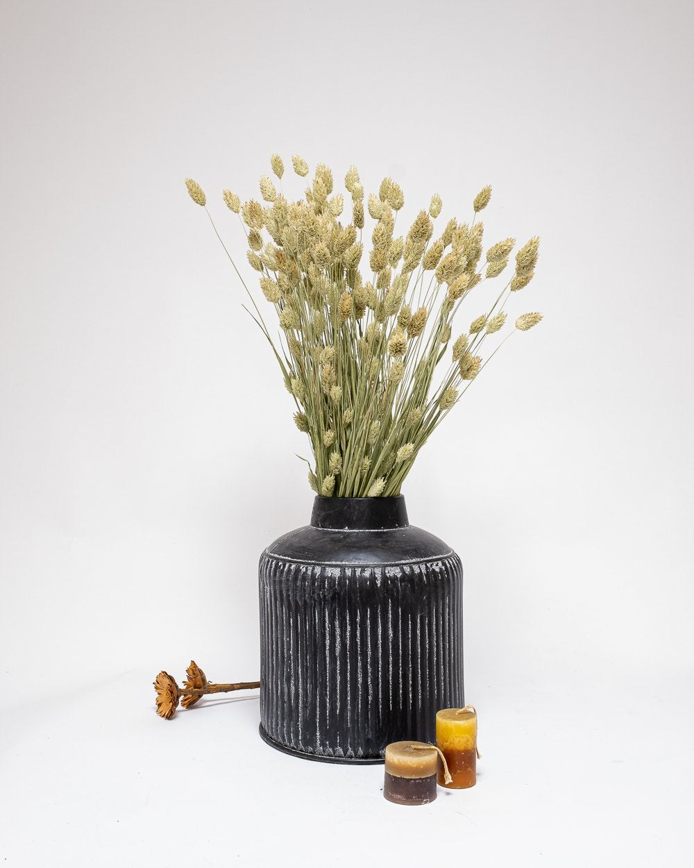 Phalaris Naturell – Torkade Blommor, Flora Grossist, torkade-blommor