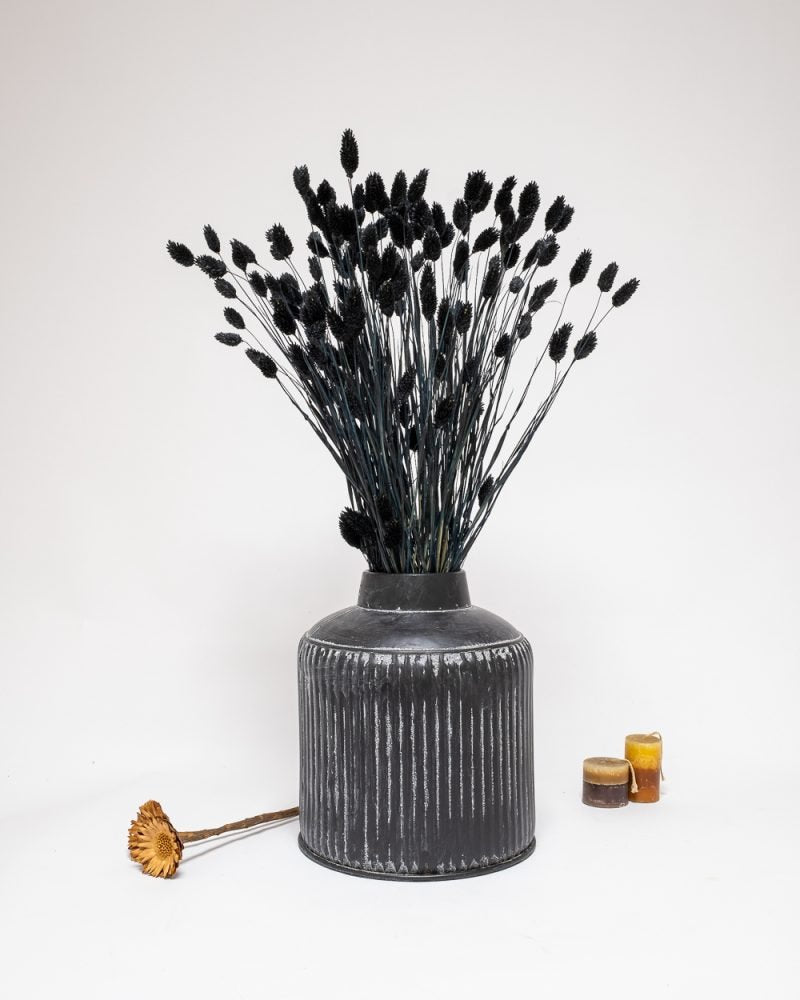 Phalaris Svart – Torkade Blommor, Flora Grossist, torkade-blommor