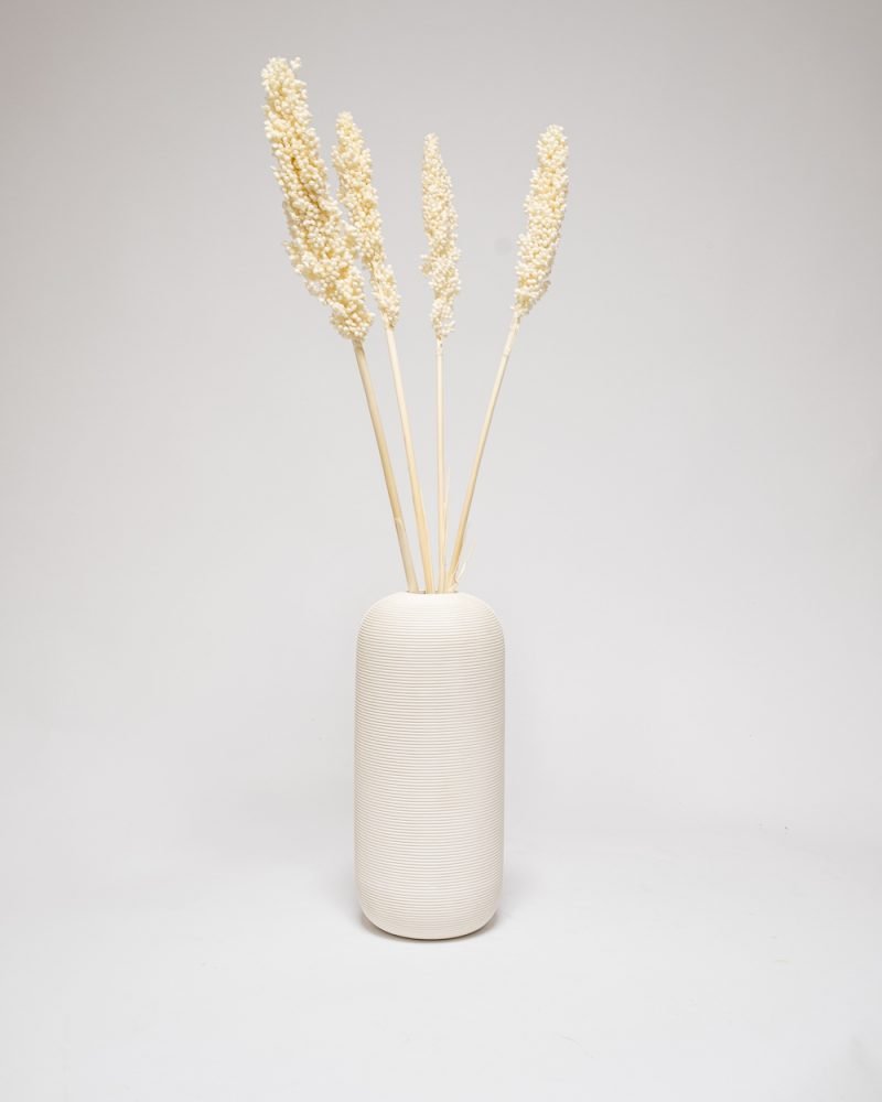 Indian Corn Blekt Vit – Torkade Blommor, Flora Grossist, torkade-blommor