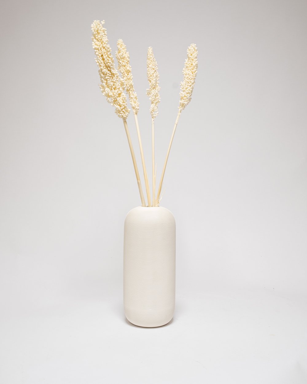 Indian Corn Blekt Vit – Torkade Blommor, Flora Grossist, torkade-blommor